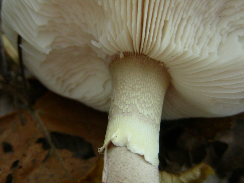 Amanita....variet